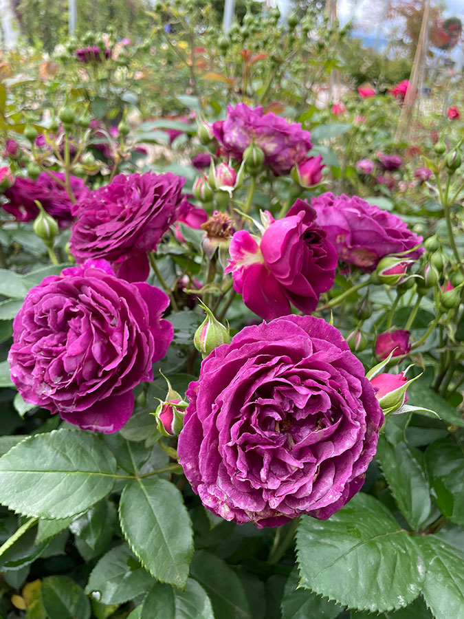 Rosa "Purple Eden"