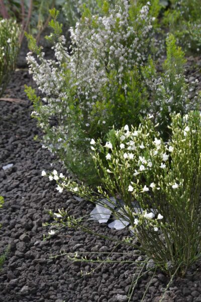 Cytisus praecox albus