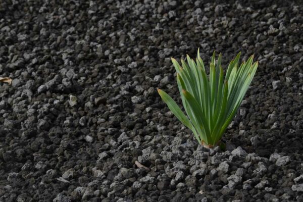 Eremorus 'Line-Dance'