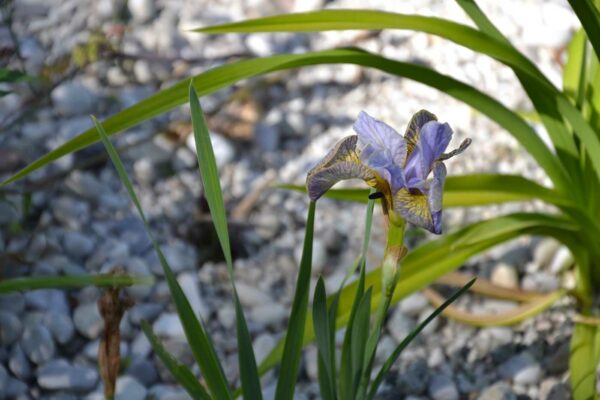 iris sibirica 'Peacock' 